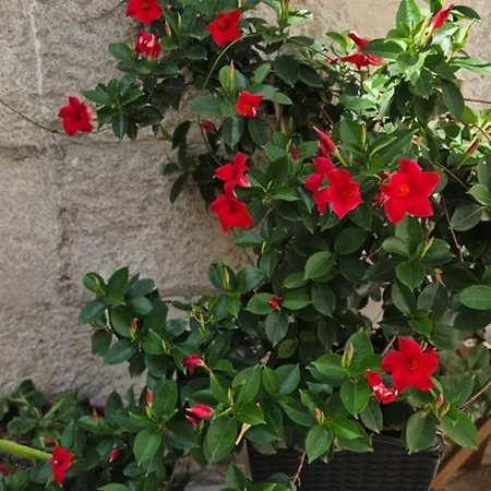 Lejlighed Heritage Stone Split